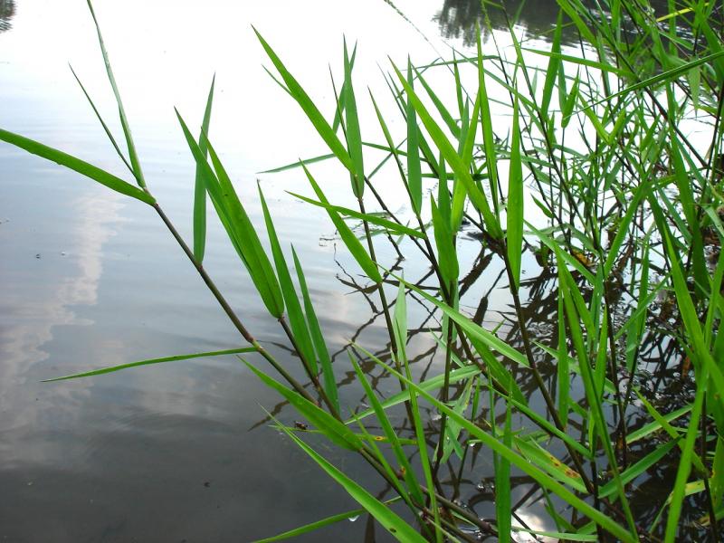 Torpedo Grass Outdoor Alabama